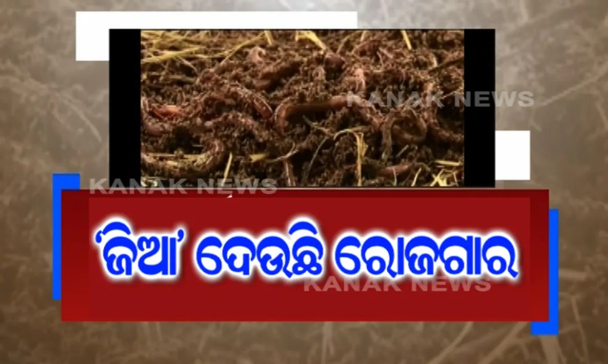  ରୋଜଗାର ଦେଉଛି ଜିଆ ! ମନରେଗା ଯୋଜନାରେ ଜିଆ ଚାଷ କରି ଅନ୍ୟ ପାଇଁ ଉଦାହରଣ ସୃଷ୍ଟି କଲେ ମାଲକାନଗିରିର ଡାଇଗୁଡା ଗାଁ ଲୋକେ