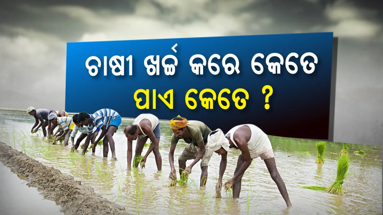  କ୍ୱିଣ୍ଟାଲ ପିଛା ଧାନ ପାଇଁ ଚାଷୀ ଖର୍ଚ୍ଚ କରେ କେତେ ପାଏ କେତେ? ରାଜ୍ୟ ସରକାର ଦେଲେ ଟିକନିକି ହିସାବ