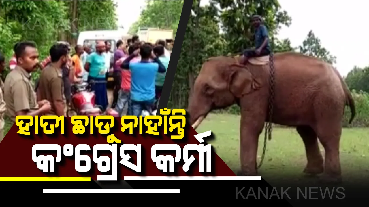  ଯଶୀପୁରରୁ ମହେନ୍ଦ୍ର-ରାଜକୁମାର ହାତୀକୁ ସାତକୋଶିଆ ସ୍ଥାନାନ୍ତରକୁ ବିରୋଧ : ହାତୀ ଛାଡିବାକୁ ଅମଙ୍ଗ କଂଗ୍ରେସ କର୍ମୀ ଓ ସ୍ଥାନୀୟ ଲୋକ