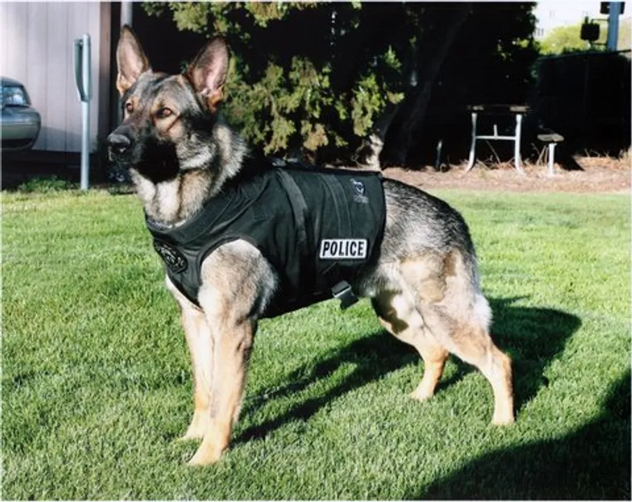 Image courtesy - adogslove.com 