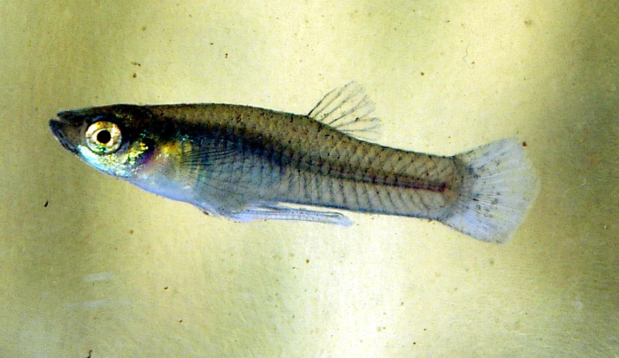  Image courtesy - en.wikipedia.org 