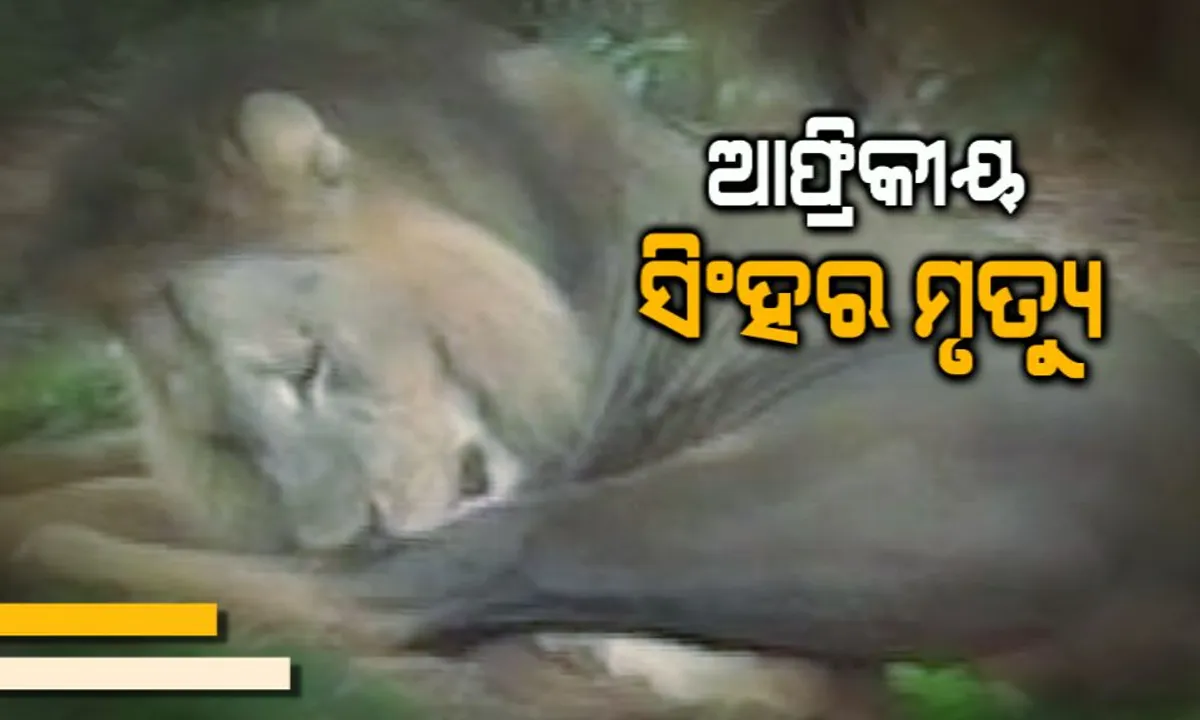  ନନ୍ଦନକାନନରେ ଆଫ୍ରିକୀୟ ସିଂହର ମୃତ୍ୟୁ ! ୮ ବର୍ଷ ବୟସର ପୁରୁଷ ସିଂହର ମୃତ୍ୟୁ ।
