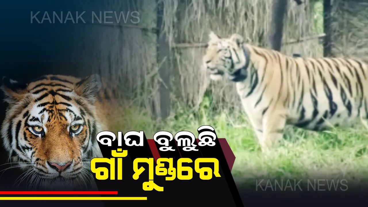  ଭଂଜନଗର ଘୁମୁସର ବନଖଣ୍ଡ ଅଂଚଳରେ ମାତିଛି ବାଘ । ଜନବସତି ଅଂଚଳରେ ମିଳିଲା ପାଦ ଚିହ୍ନ , ମାରଣାସ୍ତ୍ର ଧରି ରାତି ସାରା ଅନିଦ୍ରା ରହି ବାଘ ଖୋଜୁଛନ୍ତି ଲୋକେ