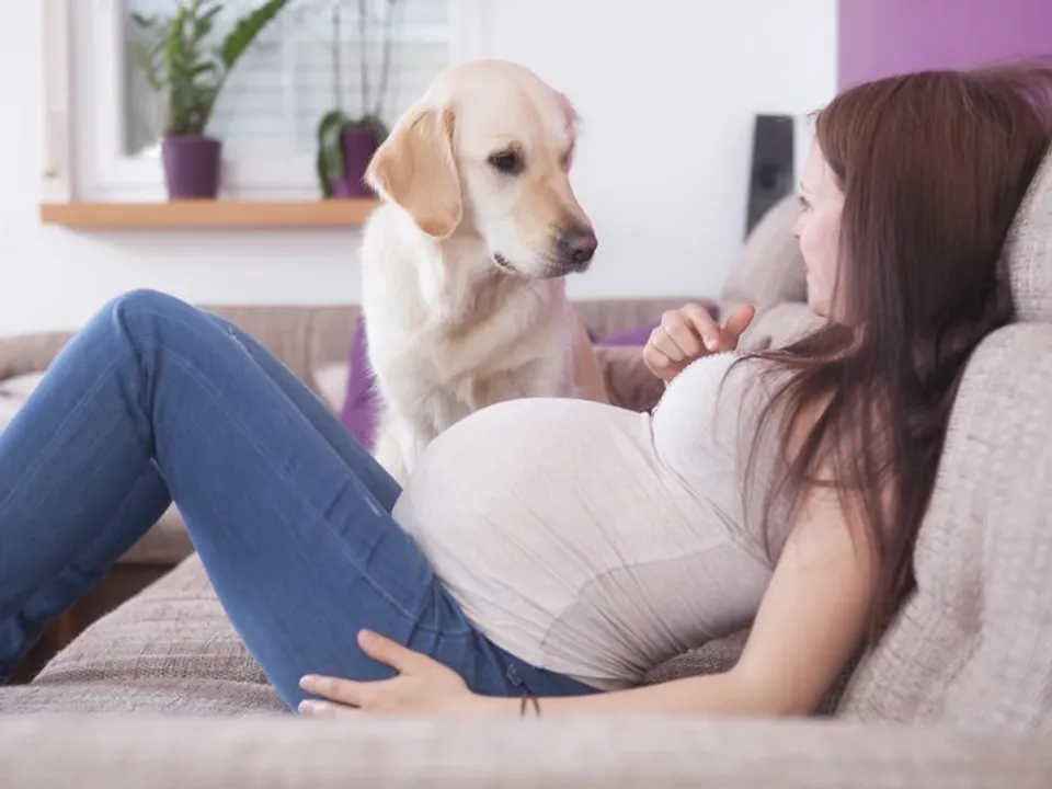  Young pregnant women with a sweet golden retriever. 