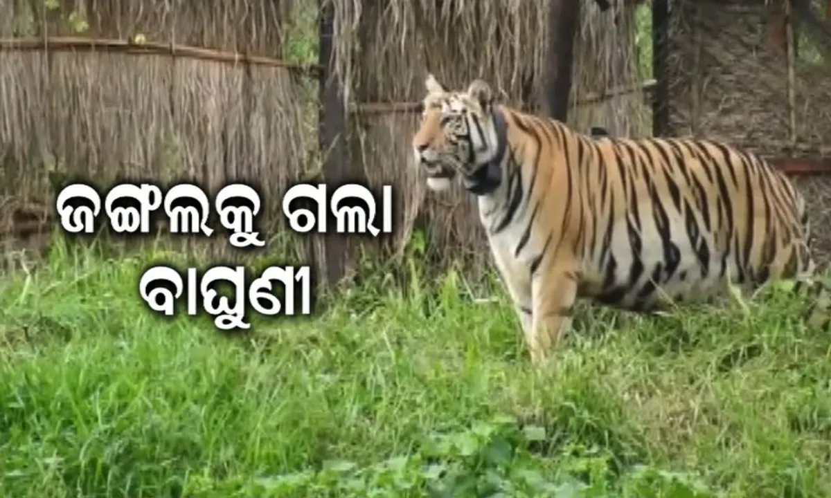  ଜଙ୍ଗଲକୁ ଗଲା ବାଘୁଣୀ । ଏନକ୍ଲୋଜରରେ ନୁହେଁ, ଏବେ ସାତକୋଶିଆ ଜଙ୍ଗଲରେ ବୁଲିବ ‘ସୁନ୍ଦରୀ’ ।