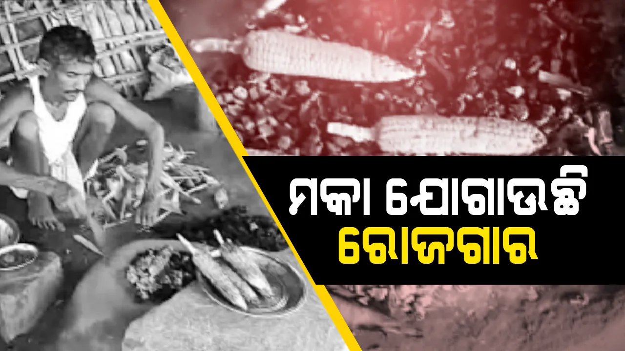  ପରିବାରର ପେଟ ପୋଶୁଛି ମକା ! ସ୍ୱାବଲମ୍ବୀ ମହିଳାଙ୍କ ରୋଜଗାରର ଉତ୍ସ ପାଲଟିଛି ମକା ବ୍ୟବସାୟ ।
