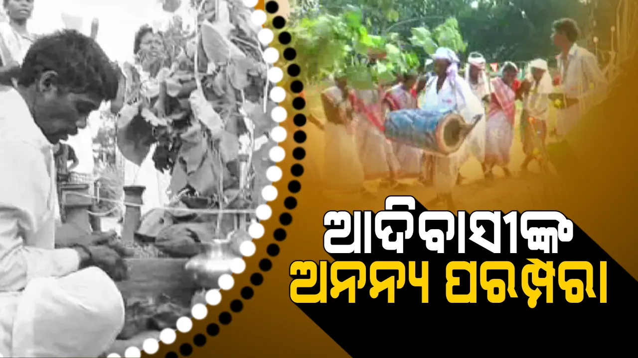  ଆଦିବାସୀଙ୍କ ଅନନ୍ୟ ପରମ୍ପରା କରମା ପୂଜା ! ଚାଷରେ ରୋଗ ପୋକ ନଲାଗିବା ପାଇଁ ରୀତିନୀତିରେ ଆଦିବାସୀ ପାଳନ୍ତି ପ୍ରକୃତି ପର୍ବ ।