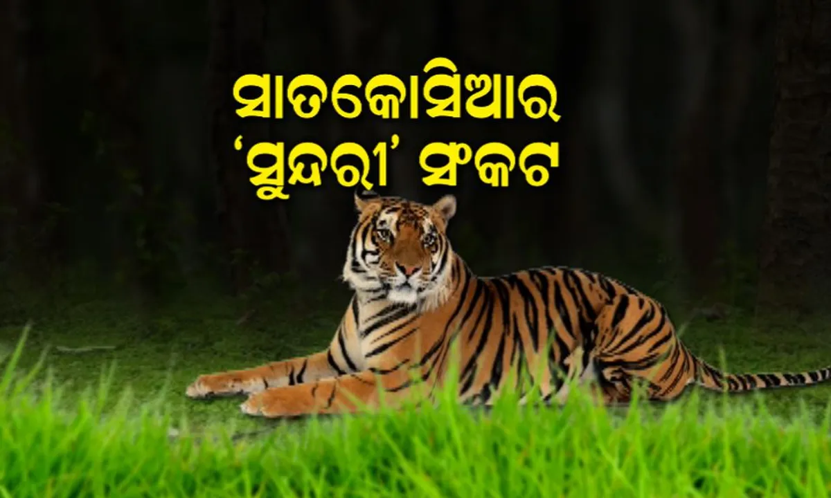  ସାତକୋଶିଆରେ କିଏ ରହିବ ? ବାଘୁଣୀ ନା ମଣିଷ, ଜିଲ୍ଲା ପ୍ରଶାସନ କହିଲା ସୁନ୍ଦରୀ ଫେରିଯିବ ମଧ୍ୟପ୍ରଦେଶ, ମନ୍ତ୍ରୀ କହିଲେ ଚୂଡାନ୍ତ ନିଷ୍ପତି ନେବ ୱାଇଲ୍ଡ ଲାଇଫ ଇନଷ୍ଟିଚ୍ୟୁଟ୍