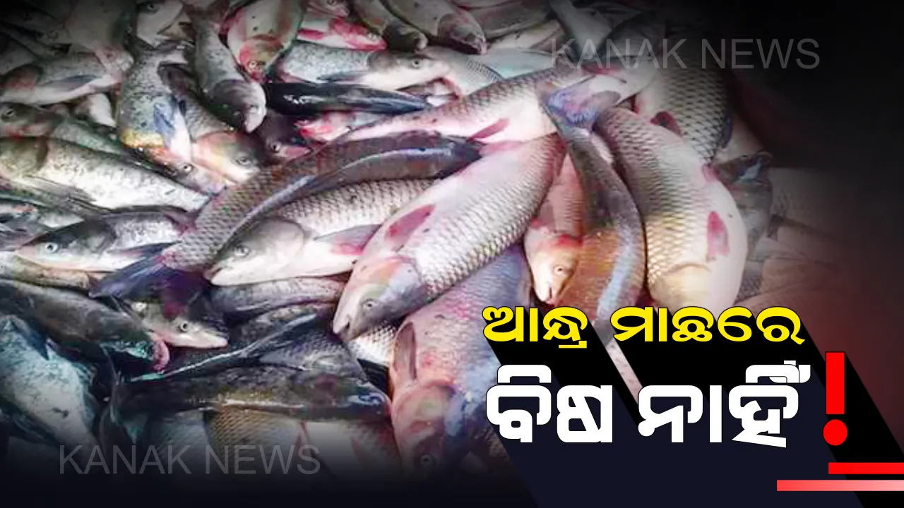  ଆନ୍ଧ୍ର ମାଛରେ ନାହିଁ ଫର୍ମାଲିନ୍ ! ପରୀକ୍ଷା ପରେ ସ୍ପଷ୍ଟ କଲେ ମତ୍ସ୍ୟ ଓ ପଶୁ ସଂପଦ ମନ୍ତ୍ରୀ ପ୍ରଦୀପ ମହାରଥୀ ।