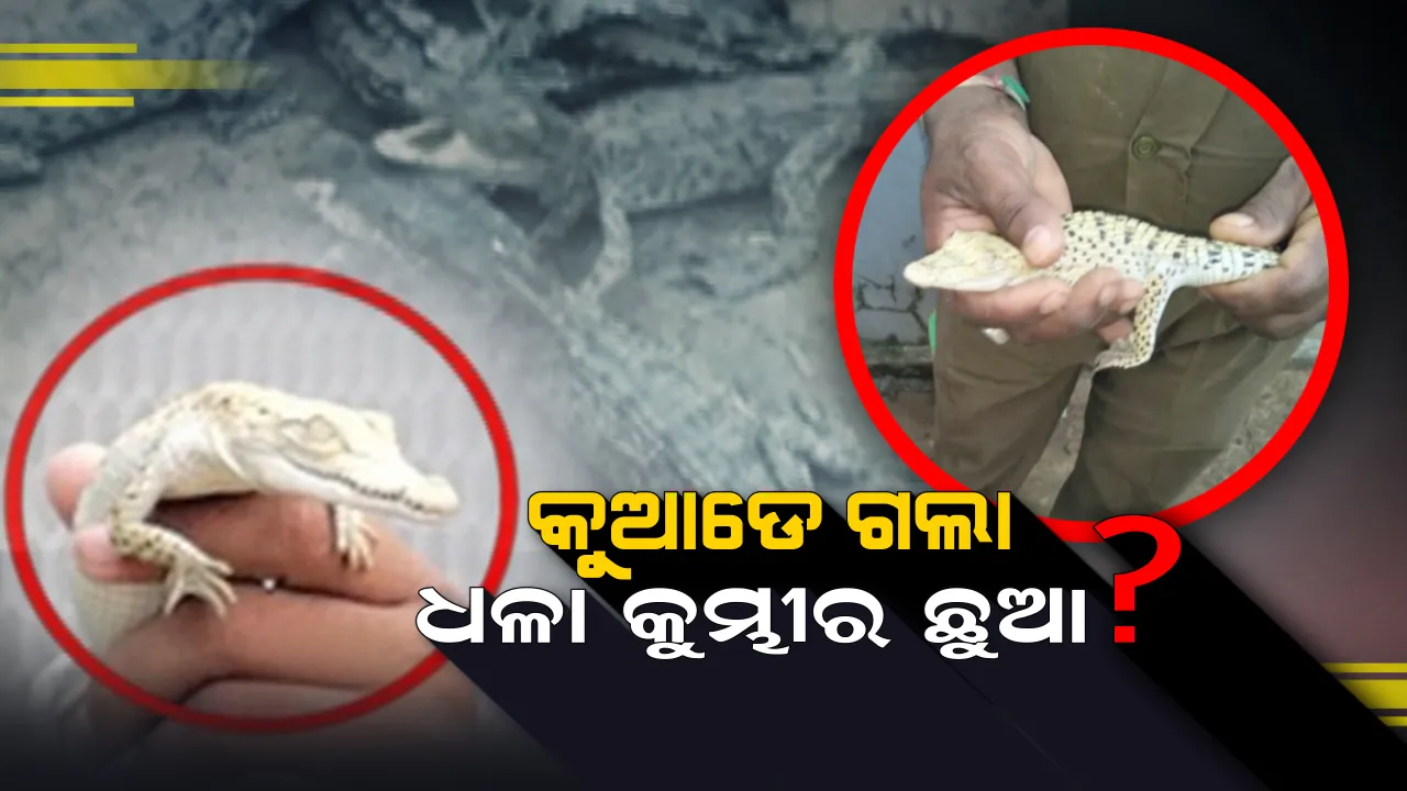  ଭିତରକନିକା ଜାତୀୟ ଉଦ୍ୟାନରୁ କୁମ୍ଭୀର ଛୁଆ ଗାଏବ ! ମୃତ୍ୟୁବରଣ କରିଛି ନା ଷଡଯନ୍ତ୍ର ? ଡିଏଫଓଙ୍କ କଥା ଶୁଣିଲେ ଆପଣ ବି ହୋଇଯିବେ ଚକିତ