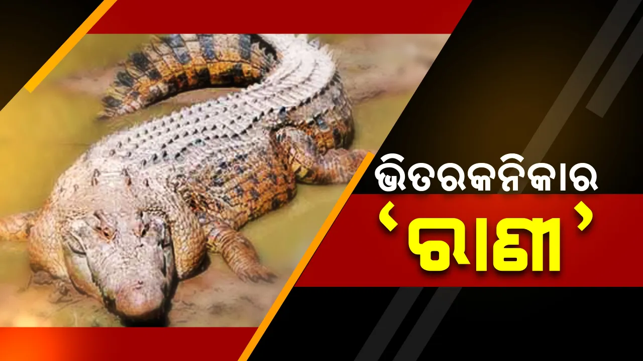  ଗୋରୀ ପାଲଟିଛି ଭିତରକନିକାର ରାଣୀ ! ଦେଖିବାକୁ ପର୍ଯ୍ୟଟକଙ୍କ ଭିଡ, ୪୩ ବର୍ଷ ଧରି ଅଭୟାରଣ୍ୟରେ ଅଛି ଧଳା କୁମ୍ଭୀର ।