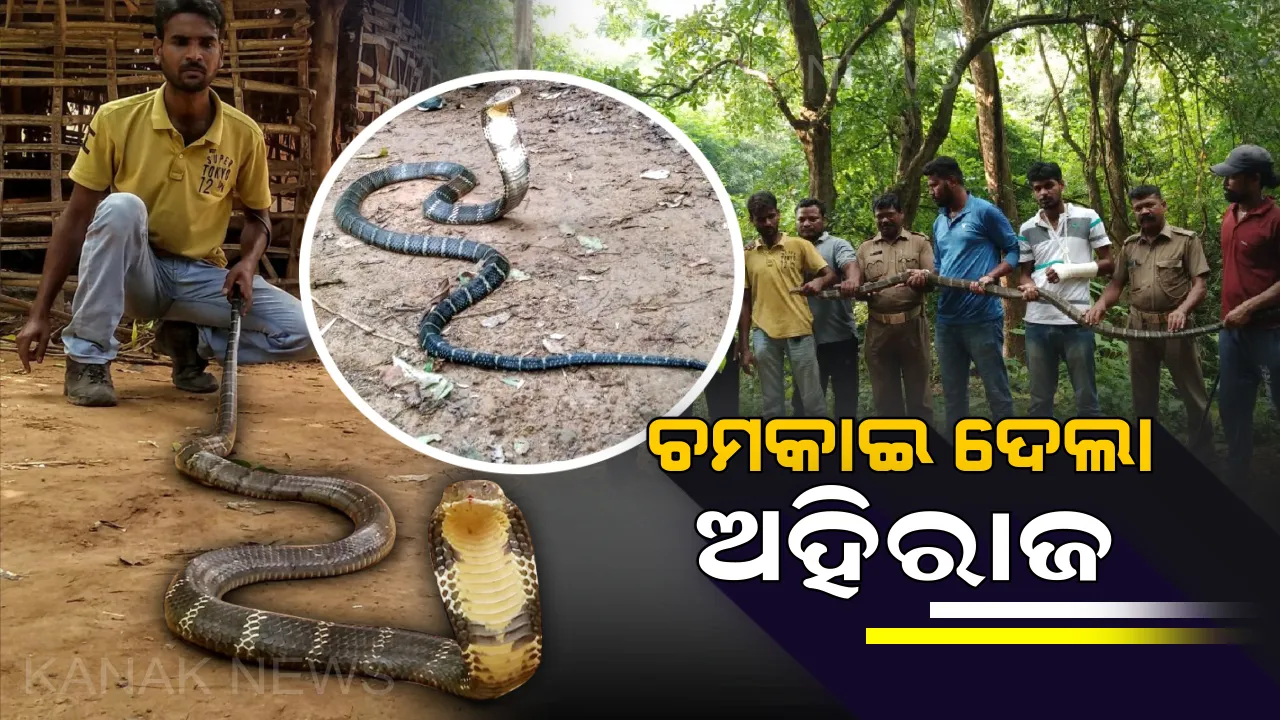  ଅନୁଗୁଳ ତଳଗଡ ଗାଁରେ ଜଣେ ବ୍ୟକ୍ତିଙ୍କ ଶୋଇବା ଘର ପାଖରୁ ଉଦ୍ଧାର ହେଲା ୧୪ ଫୁଟର ବିଶାଳ ଅହିରାଜ : ଜଙ୍ଗଲରେ ଛାଡିଲା ବନବିଭାଗ