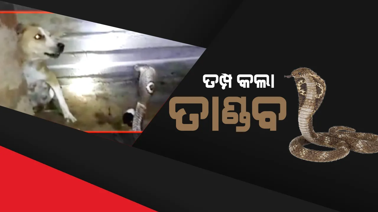  ତମ୍ପ କଲା ତାଣ୍ଡବ ! ଚୋଟ ପରେ ଚୋଟ ମାରି କୁକୁର ଛୁଆଙ୍କ ନେଲା ଜୀବନ