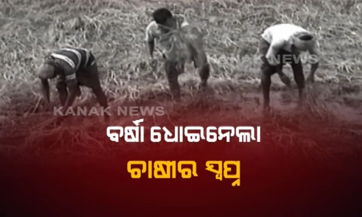  ସୁନାର ଫସଲ ଧୋଇନେଲା ବୈତରଣୀ ବନ୍ୟା ! ହଜାର ହଜାର ହେକ୍ଟର ଜମିରେ ନଷ୍ଟ ହେଲା ଅମଳକ୍ଷମ ଧାନ ଫସଲ, କ୍ଷତିପୂରଣ ଦାବି ।