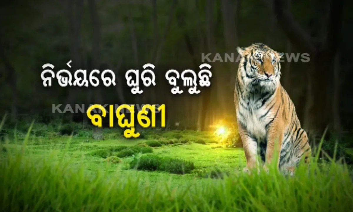 ସାତକୋଶିଆରେ ଖୋଜୁଛି ବନ ବିଭାଗ, ଆଠମଲ୍ଲିକରେ ବୁଲୁଛି ସୁନ୍ଦରୀ ! କ୍ୟାମେରାରେ କଏଦ ହେଲା ଚିତ୍ର, ଧରିବା ପାଇଁ ଆସିଲା ଜନ୍ତା ।