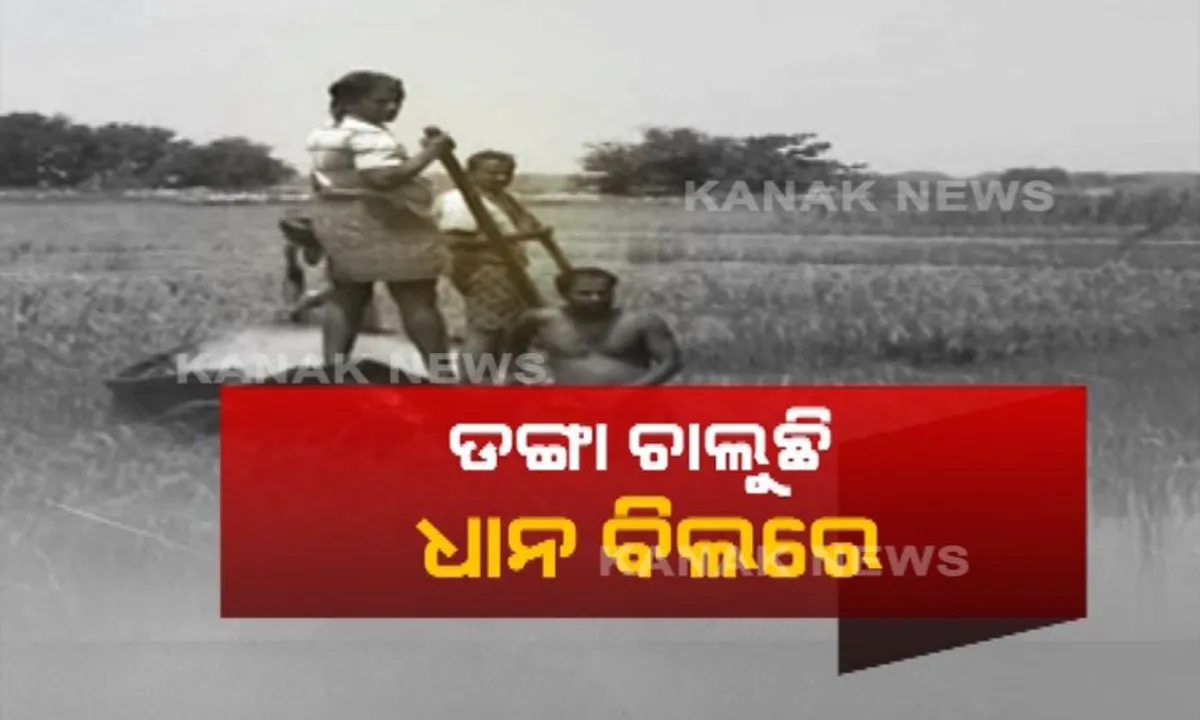 ଚାଷ ଜମିରେ ଚାଲିଲା ଡଙ୍ଗା, ଚିନ୍ତାରେ ଚାଷୀକୂଳ : ପ୍ରାକୃତିକ ବିପର୍ଯ୍ୟୟ ପରେ ଭଙ୍ଗା ଘରକୁ ସଜାଡିବାର ବ୍ୟସ୍ତ ବନ୍ୟା ବିପନ୍ନ