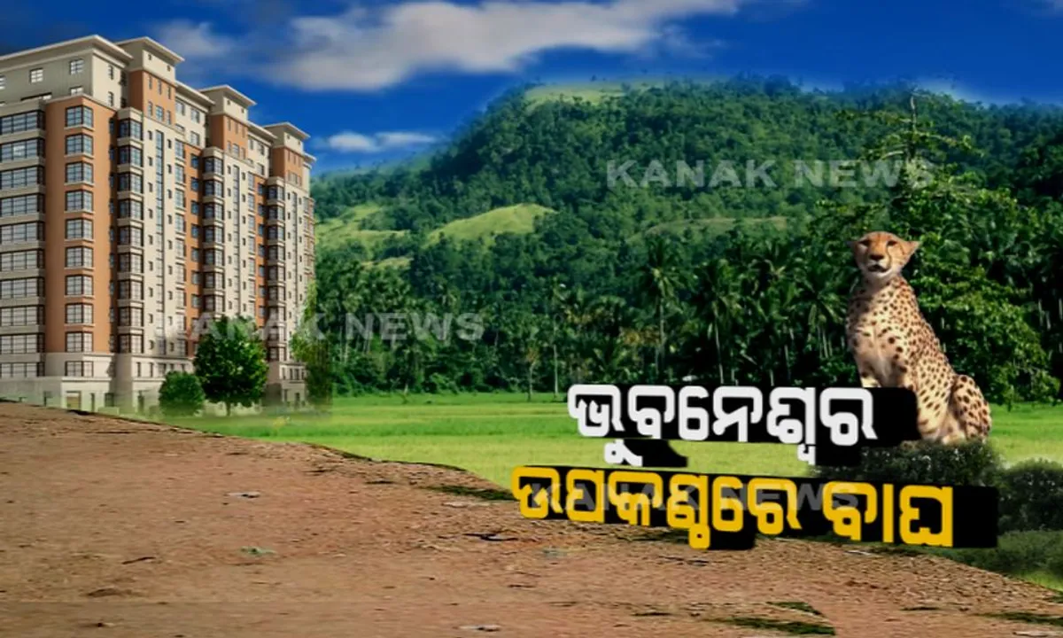  ଭୁବନେଶ୍ୱର ଉପକଣ୍ଠରେ ବାଘ ଆତଙ୍କ ! ସୁନ୍ଦରପଦାର ଅରକୁଳରେ କଲରାପତରିଆକୁ ଦେଖି ଲୋକ ଭୟଭୀତ, ଖୋଜୁଛି ବନବିଭାଗ ।