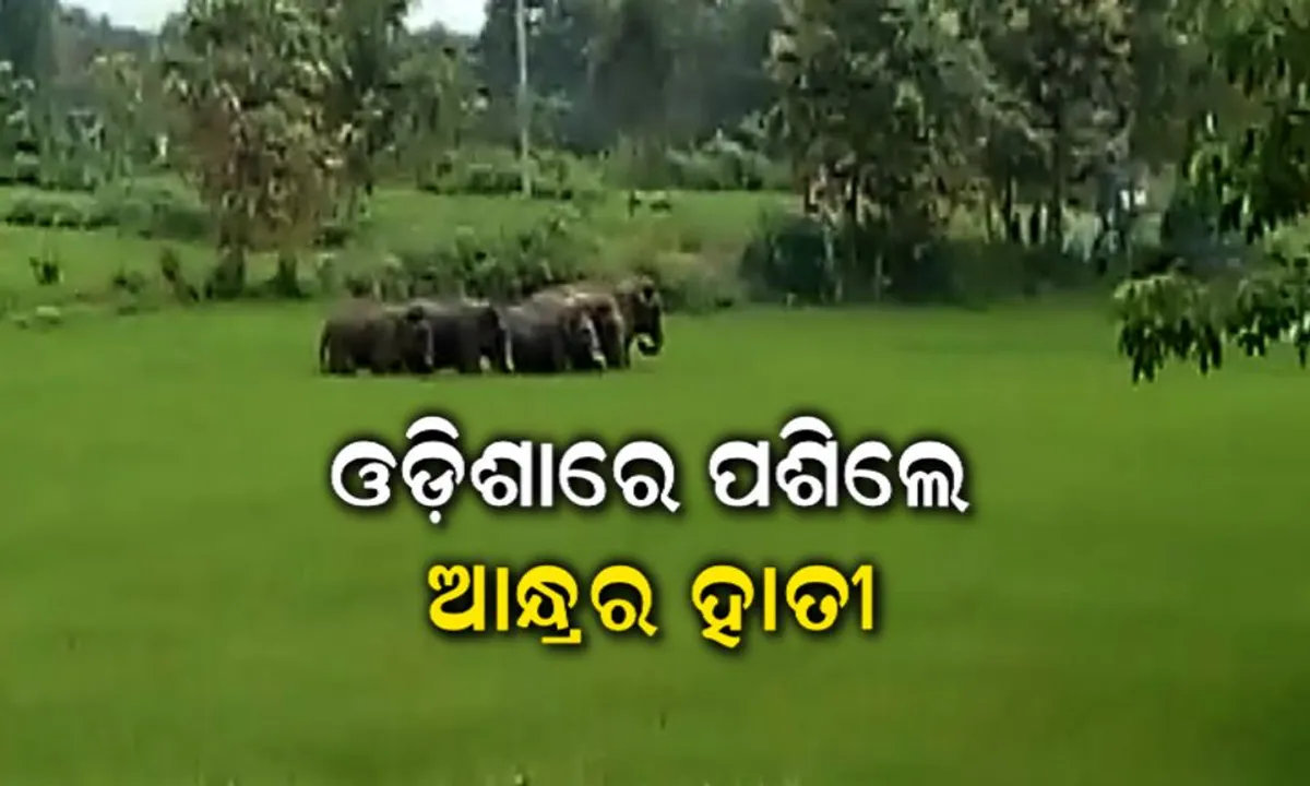 ଓଡ଼ିଶାରେ ଆନ୍ଧ୍ର ହାତୀ ପଲ ଆତଙ୍କ । କେଉଁଠି ଘର ଭାଙ୍ଗୁଛନ୍ତି ତ କେଉଁଠି ଫସଲ କରୁଛନ୍ତି ନଷ୍ଟ ।