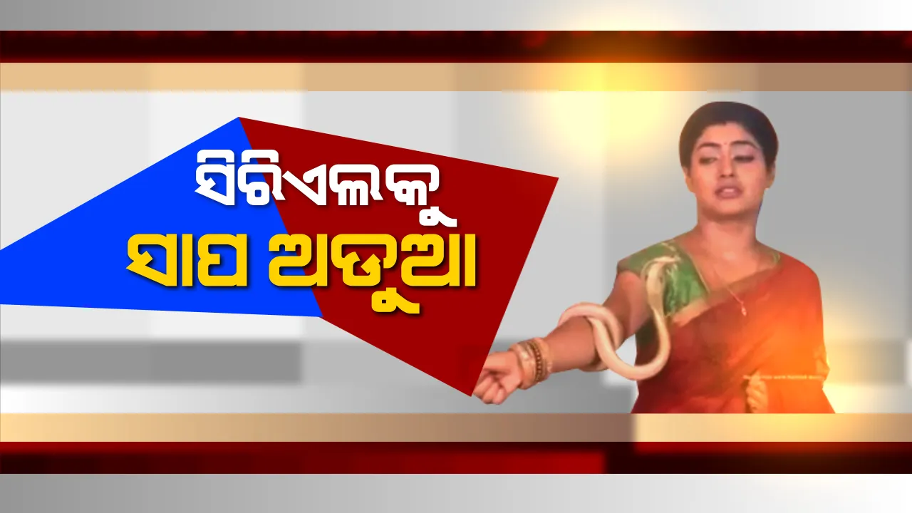  ଜିଅନ୍ତା ସାପ ଦେଖାଇ ବିବାଦରେ ଫସିଗଲା ଓଡିଆ ସିରିଏଲ! ଚ୍ୟାନେଲ କର୍ତୃପକ୍ଷଙ୍କ ସହ ପ୍ରଯୋଜକ ଓ ହିରୋଇନଙ୍କ ଉପରେ ହୋଇପାରେ କାର୍ଯ୍ୟାନୁଷ୍ଠାନ