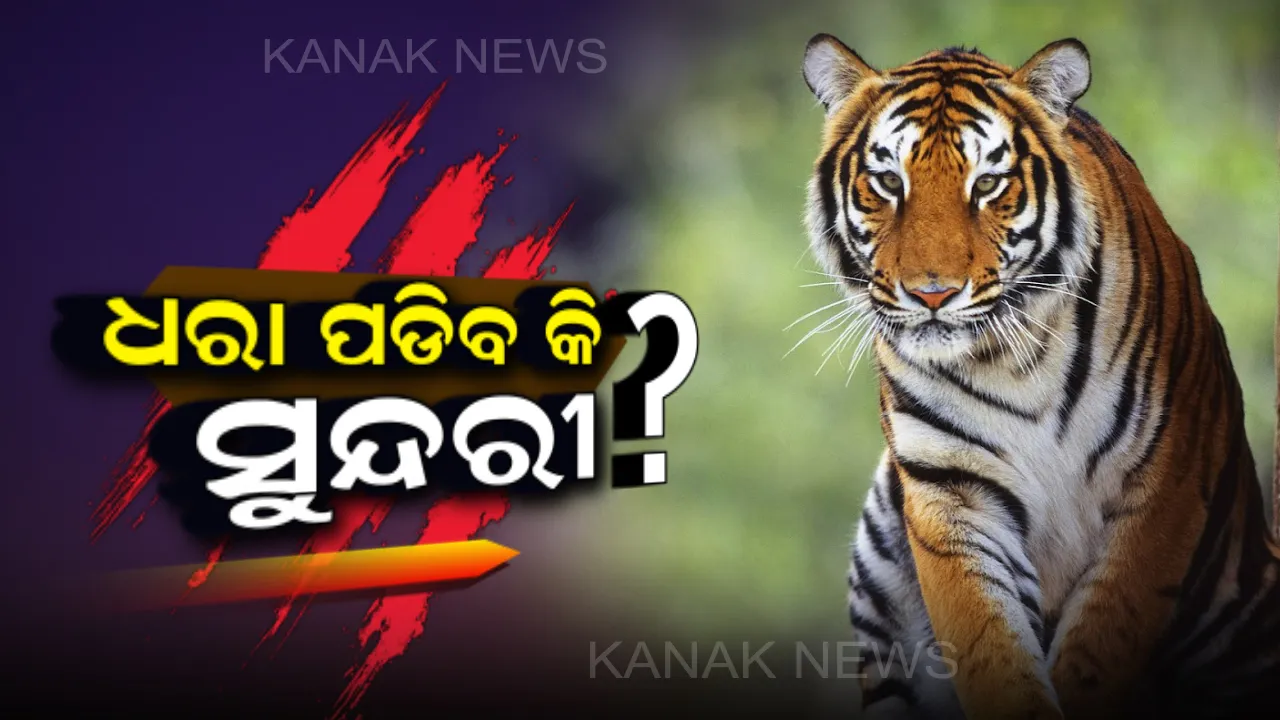  ମିଶନ୍ ସୁନ୍ଦରୀକୁ ପୁରିଲା ଗୋଟିଏ ସପ୍ତାହ, ବନବିଭାଗର ହାତ ଖାଲି । ଆଜି ବାଘକୁ ଟ୍ରାଙ୍କୁଲାଇଜ୍ କରିବା ପାଇଁ ମଧ୍ୟପ୍ରଦେଶ ଟିମ୍ କରିବ କସରତ 