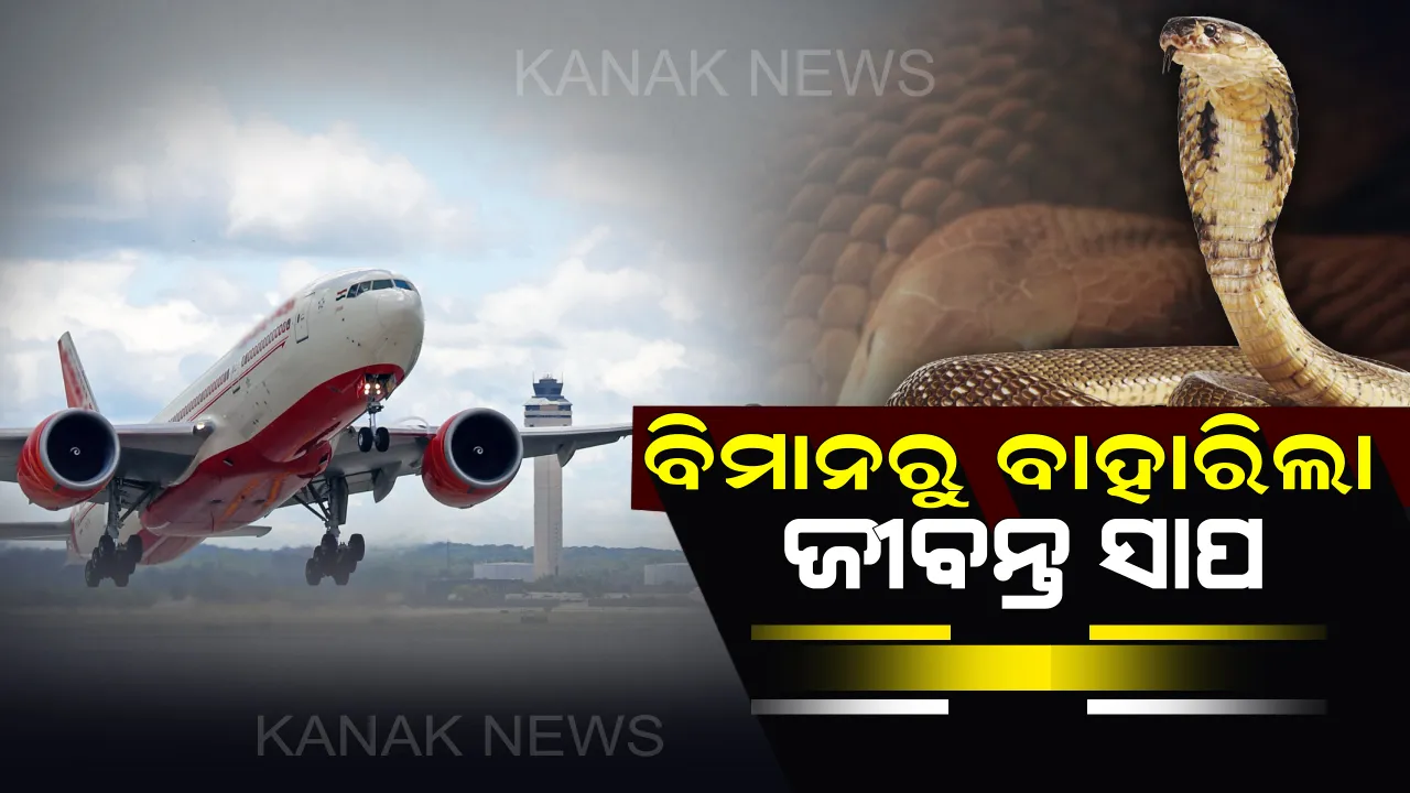  ୨୦ ଜୀବନ୍ତ ସାପକୁ ହ୍ୟାଣ୍ଡବ୍ୟାଗରେ ରଖି ବିମାନରେ ଯାତ୍ରା କଲେ ଯୁବକ ! ବିମାନବନ୍ଦରର ସୁରକ୍ଷାକୁ ନେଇ ଉଠିଲା ପ୍ରଶ୍ନ
