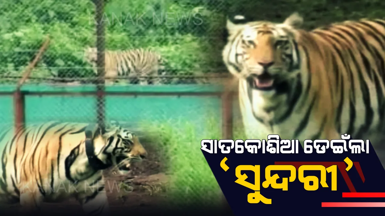  'ସୁନ୍ଦରୀ' ଡେଇଁଲା ସାତକୋଶିଆ ! ଶିକାର ଆଶାରେ ପ୍ରଖର ପାଣିକୁ ଅତିକ୍ରମ କଲା ବାଘୁଣୀ, ବିଲ ଭିତରୁ ଜଙ୍ଗଲକୁ ଉଠାଇନେଲା ବାଛୁରୀ