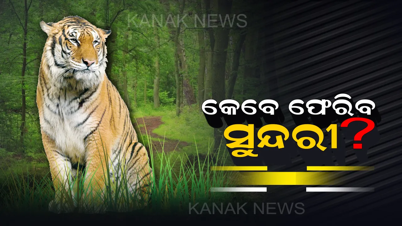  ସାତକୋଶିଆରୁ ବାନ୍ଧବଗଡ ଜଙ୍ଗଲକୁ ଫେରିବ ବାଘୁଣୀ ସୁନ୍ଦରୀ । ମଣିଷକୁ ଆକ୍ରମଣ କଲା ପରେ ବନ ବିଭାଗର ନିଷ୍ପତ୍ତି