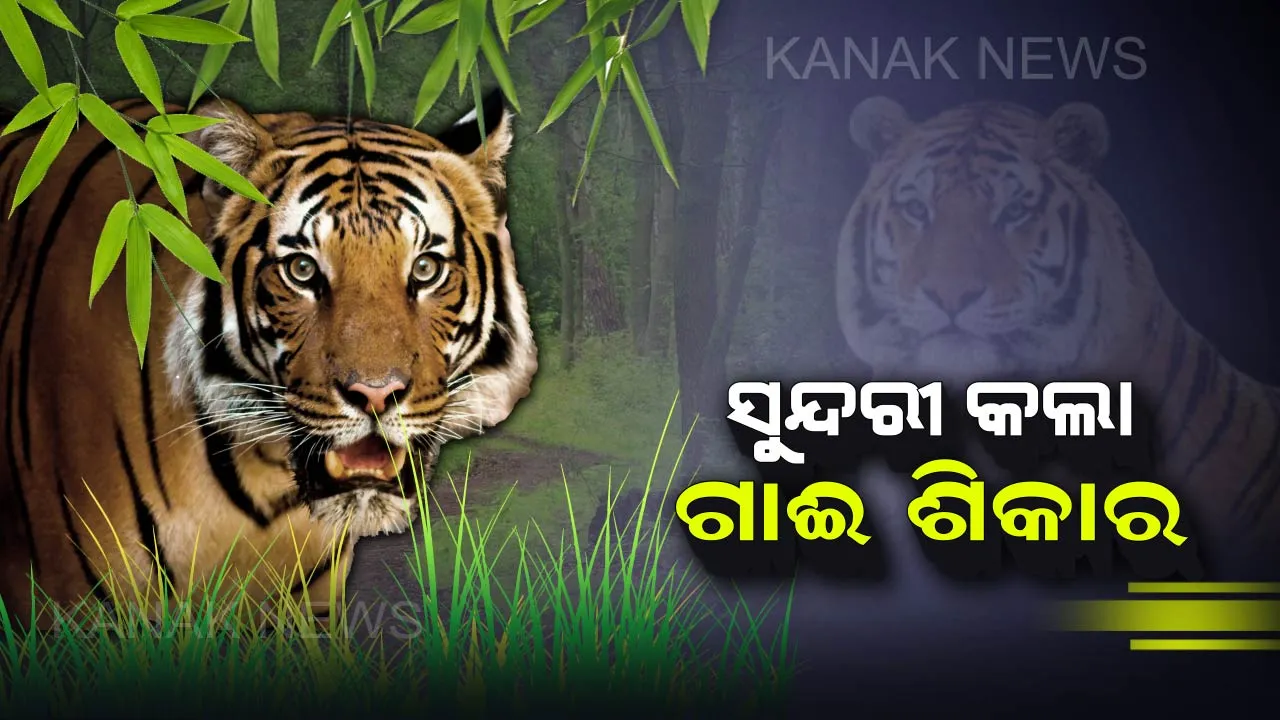  ସାତକୋଶିଆରେ ପୁଣି ‘ସୁନ୍ଦରୀ’ ଆତଙ୍କ : ୪ ବାଛୁରୀ ଓ ଗୋଟିଏ ବଳଦକୁ ଆକ୍ରମଣ କଲା ବାଘୁଣୀ