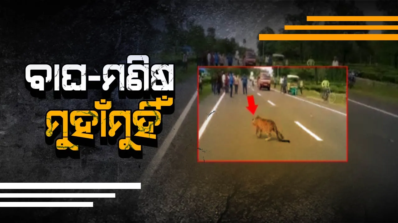  ପଶ୍ଚିମବଙ୍ଗର ବୀରପରା ଜାତୀୟ ରାଜପଥ ଉପରେ ଶୋଈରହିଲା ଆହତ ଚିତାବାଘ ! ଅଟକିରହିଲା ଶହ ଶହ ଗାଡି ।
