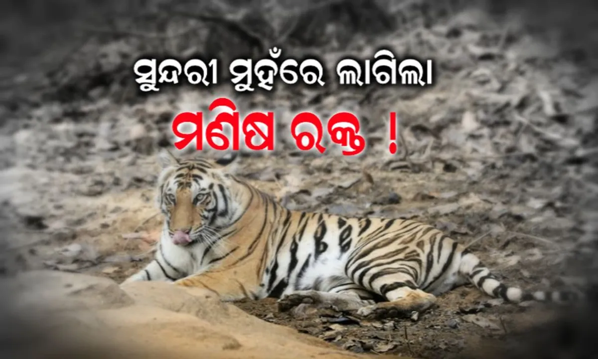  ସୁନ୍ଦରୀର ମଣିଷ ଶିକାର ! ଗାଧୋଉଥିବା ବେଳେ ପୋଖରୀରୁ ମହିଳାଙ୍କୁ ଟାଣିନେଲା ବାଘୁଣୀ ସୁନ୍ଦରୀ
