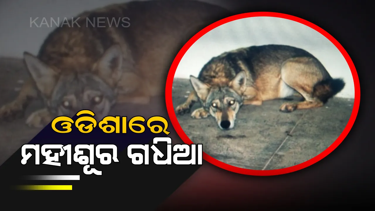  ନନ୍ଦନକାନନର ଦୁଇ ନୂଆ ଅତିଥୀ : ୩ଗୁରାଣ୍ଡି ବଦଳରେ ମହୀଶୂରରୁ ଆସିଲେ ହଳେ ଧୂସର ଗଧିଆ