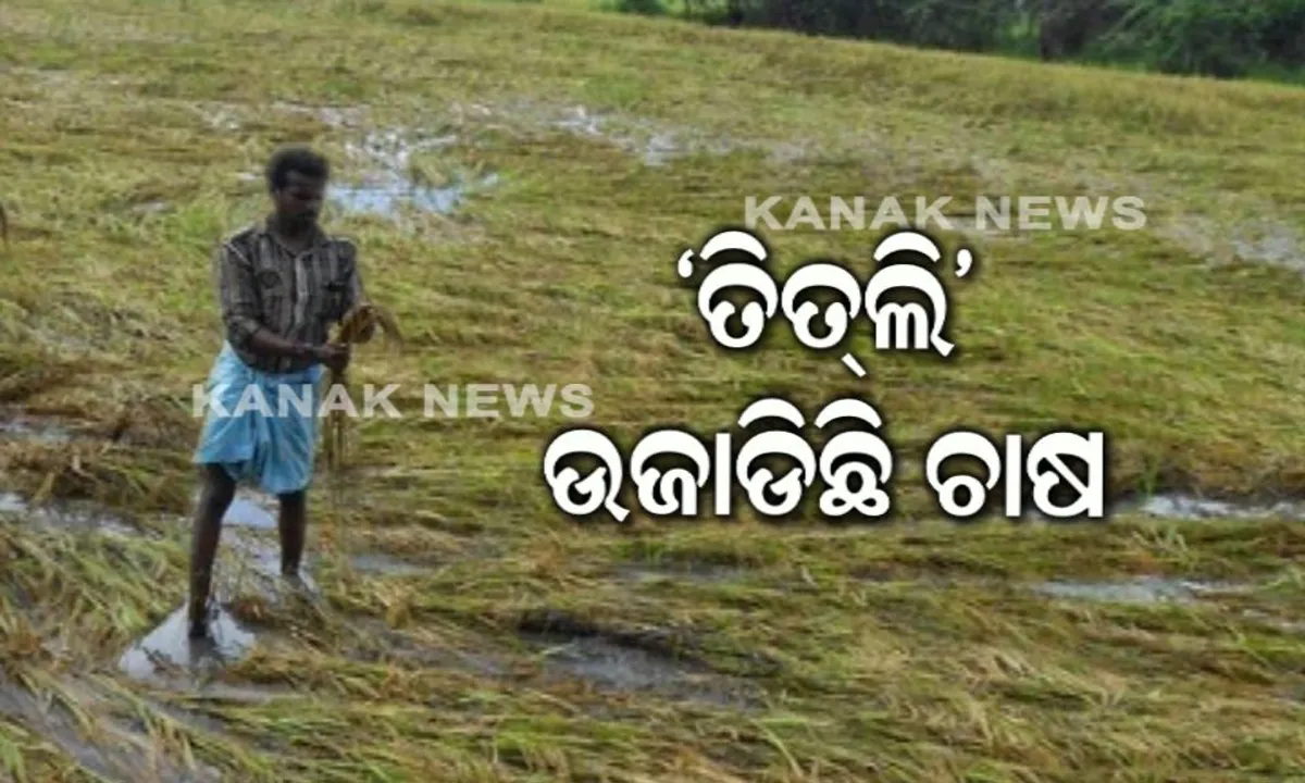  ରାୟଗଡାରେ ତିତଲି ଉଜାଡିଛି ଚାଷ : ପାଣିରେ ଶୋଇଛି ସୁନାର ଫସଲ, କ୍ଷେତ ଦେଖି ଚିନ୍ତାରେ ଚାଷୀ