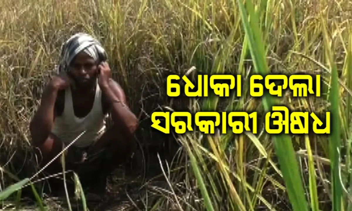  ଚାଷୀଙ୍କୁ ଧୋକାଦେଲା ସରକାରୀ କୀଟନାଶକ ଔଷଧ ! ନଷ୍ଟହେଲା ଶହଶହ ହେକ୍ଟର ଚାଷଜମି ।