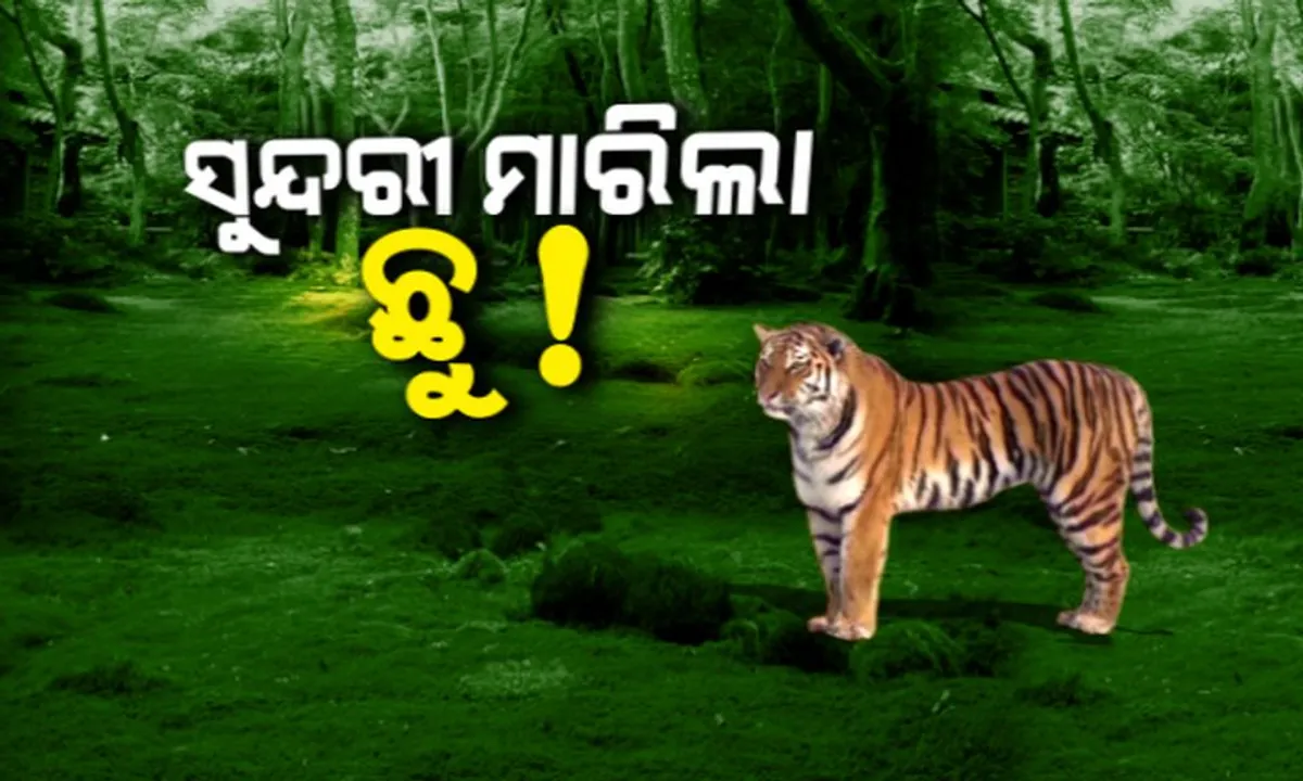  ଫରେଷ୍ଟ ଅଫିସର ରାତି ଅନିଦ୍ରା, ହେଲେ ଛୁ’ ମାରିଲା ‘ସୁନ୍ଦରୀ’ ! ଟ୍ରାଙ୍କୁଲାଇଜ କଲାବେଳେ ବାଜିଲାନି ନିଶ୍ଚେତକ ଗୁଳି, ଡିଆଁ ମାରି ଜଙ୍ଗଲ ଭିତରକୁ ଚାଲିଗଲା ବାଘୁଣୀ ।