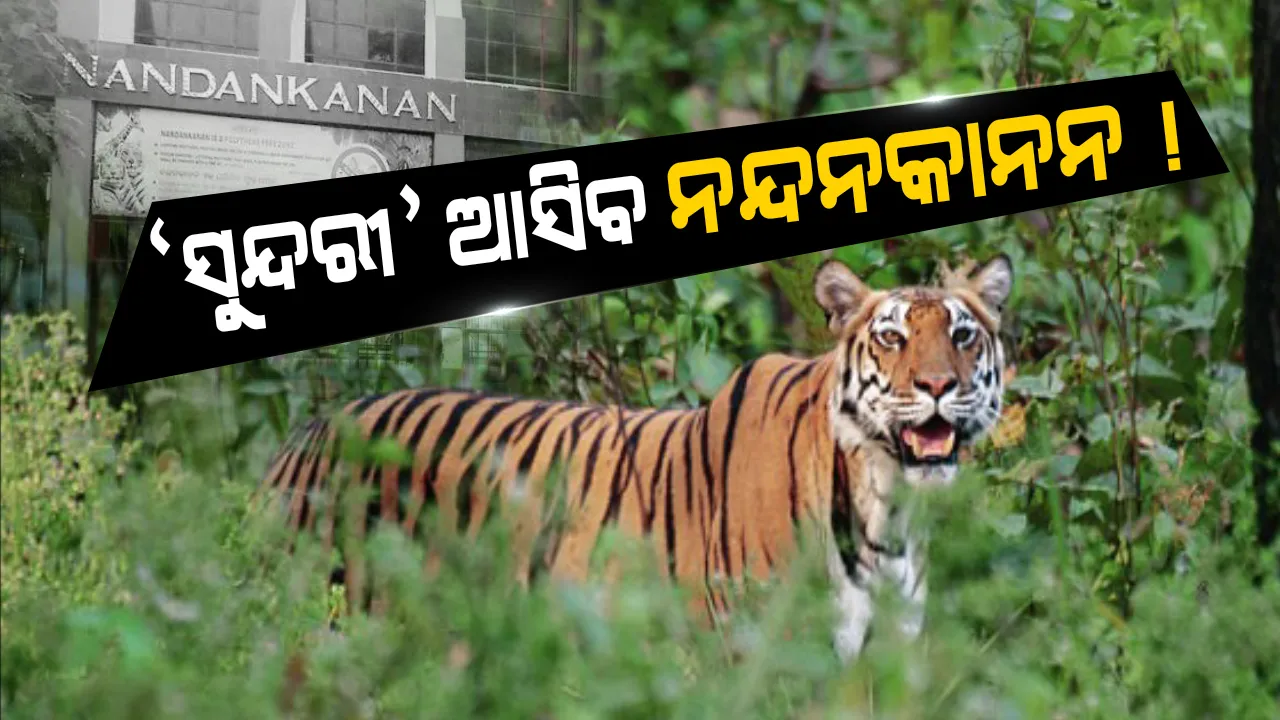  ବିଶେଷଜ୍ଞ ଟିମକୁ ଚକମା ଦେଇ ବାରମ୍ବାର ଖସିଯାଉଛି ବାଘୁଣୀ । ଜଙ୍ଗଲ ଓ ପରିବେଶ ମନ୍ତ୍ରୀ କହିଲେ ଖୁବଶୀଘ୍ର ଟ୍ରାଙ୍କୁଲାଇଜ କରି ଧରାହେବ ସୁନ୍ଦରୀ । ଆସିବ ନନ୍ଦନକାନନ
