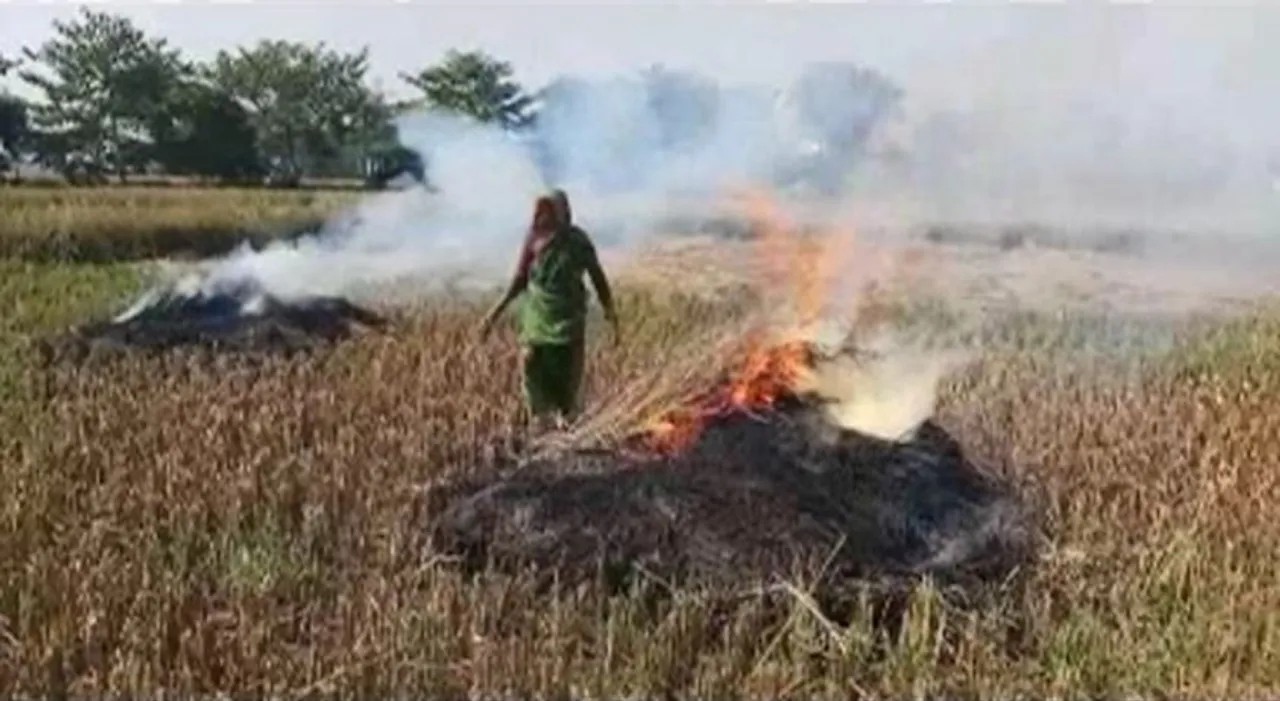  ଧାର କରଜ କରି ଧାନ ଚାଷ କରିଥିବା ଚାଷୀ ପାଇଁ କାଳ ହେଲା ପ୍ରାକୃତିକ ଦୁର୍ବିପାକ : ଉଜୁଡି ଯାଇଥିବା ଫସଲରେ ନିଆଁ ଲଗାଇଲେ ଚାଷୀ