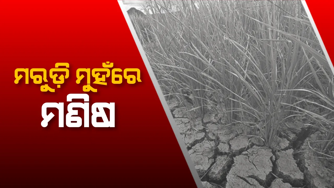  ବନ୍ୟା ପରେ ଏବେ ମରୁଡିର ପଦଧ୍ୱନି । ପୁରୀ ଗୋପ ବ୍ଲକ ୫ଟି ପଂଚାୟତରେ ଜଳ ଅଭାବରୁ ଚାଷଜମି ଫାଟି ଆଁ । ଶହ ଶହ ହେକ୍ଟର ଜମିରେ ଚାଷ ନଷ୍ଟ