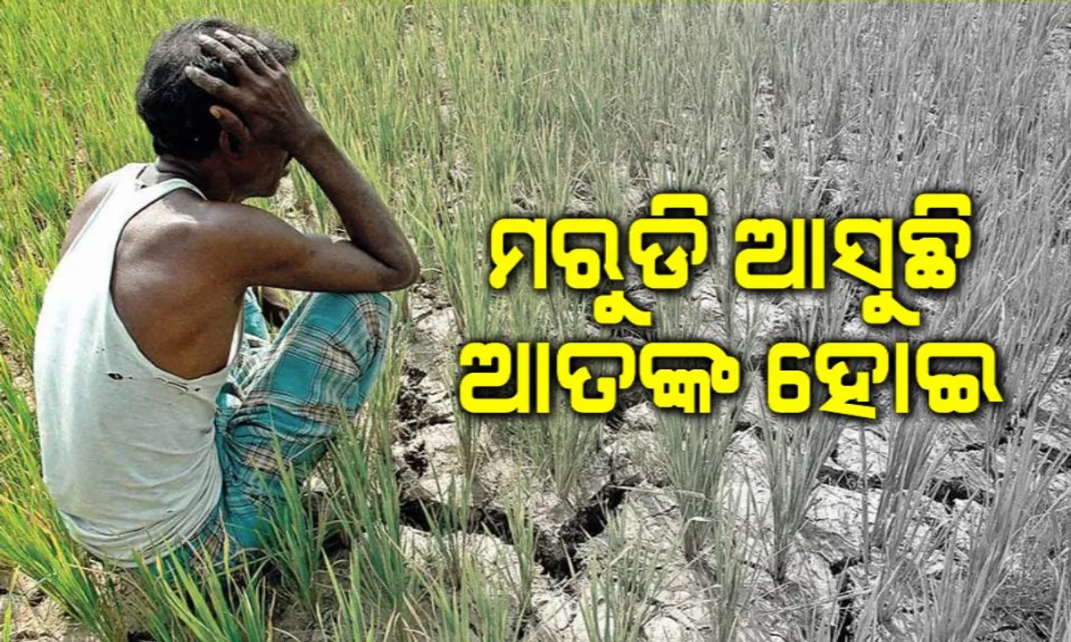  କ୍ୟାମେରା ଦେଖିଲା ମରୁଡିର ବିକଳ ଚିତ୍ର । ଗ୍ରାଉଣ୍ଡ ଜିରୋରେ କନକ ନ୍ୟୁଜ ଟିମ୍