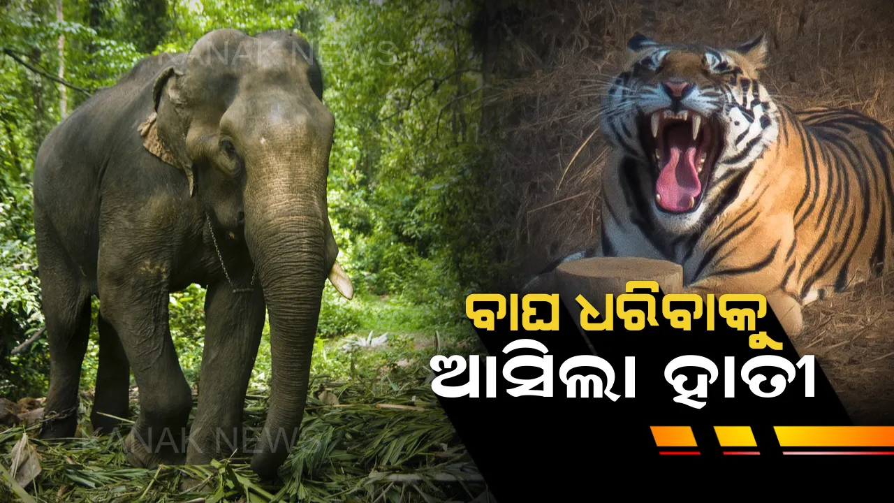  ବାଘ ଧରିବାକୁ ଆସିଲା ହାତୀ : ବାଘୁଣୀକୁ ଧରିବାକୁ ସାତକୋଶିଆରେ ପହଁଚିଲା କୁମକି ହାତୀ ଯଶୋଦା