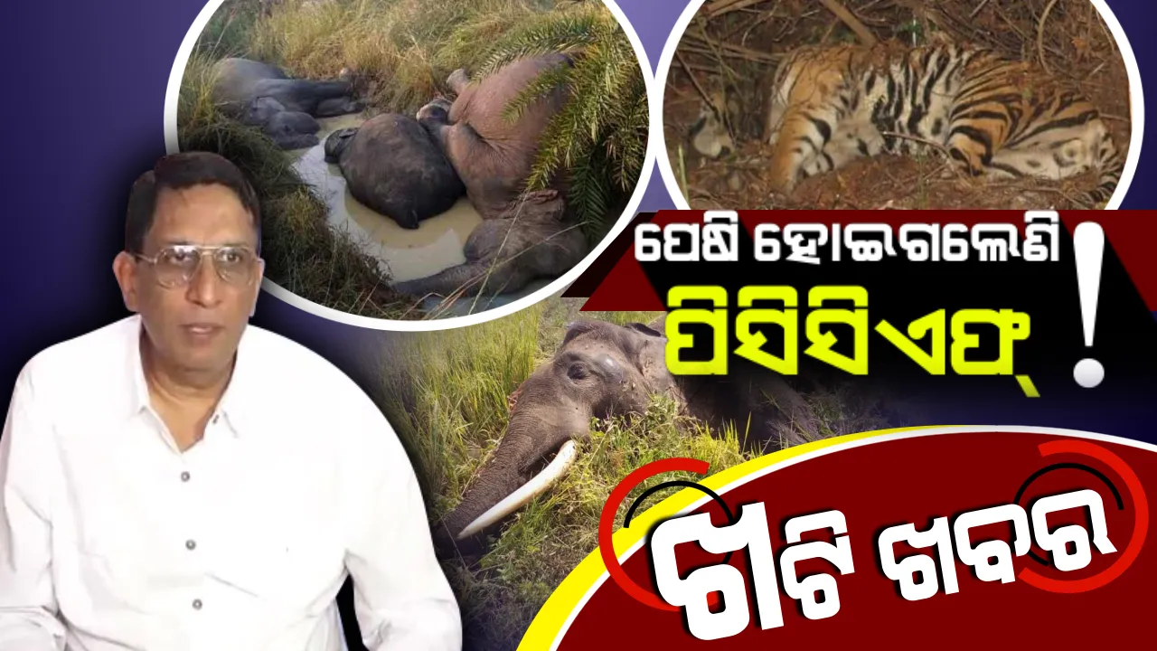  ‘ସୁନ୍ଦରୀ’ ଦେଇଥିଲା ଆଶ୍ୱସ୍ତି ! ହେଲେ ୭ ହାତୀ ଓ ‘ମହାବୀର’ ମୃତ୍ୟୁ ଦେଲା ପିସିସିଏଫଙ୍କୁ ଟେନସନ୍ ।