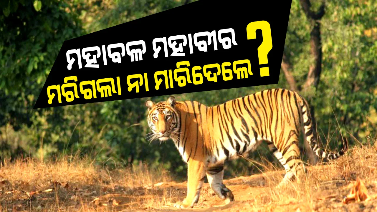  ରହସ୍ୟ ବଢାଇଲା ସାତକୋଶିଆରେ ମହାବଳ ବାଘ ମହାବୀରର ମୃତ୍ୟୁ : ବ୍ୟବଚ୍ଛେଦ ପରେ ଜଣା ପଡିବ ମୃତ୍ୟୁର କାରଣ