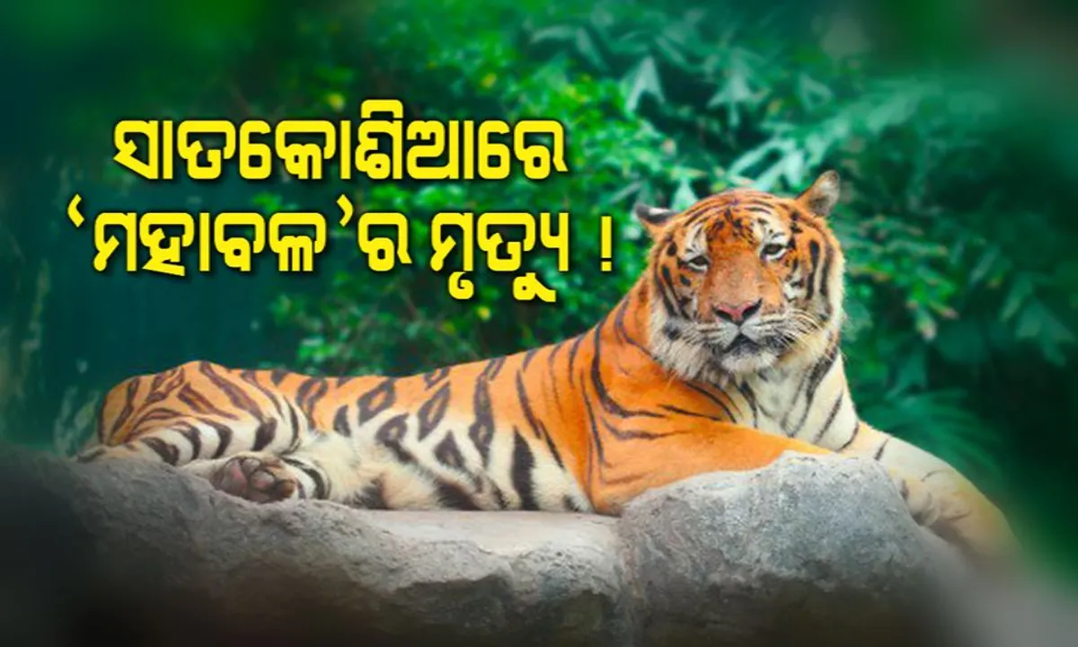  ସାତକୋଶିଆରେ ମହାବଳ ‘ମହାବୀର’ର ମୃତ୍ୟୁ! ହରିଣ ଫାଶରେ ପଡି ମରିଥିବା ସୂଚନା, ସ୍ପଷ୍ଟ କରୁନି ଜଙ୍ଗଲ ବିଭାଗ