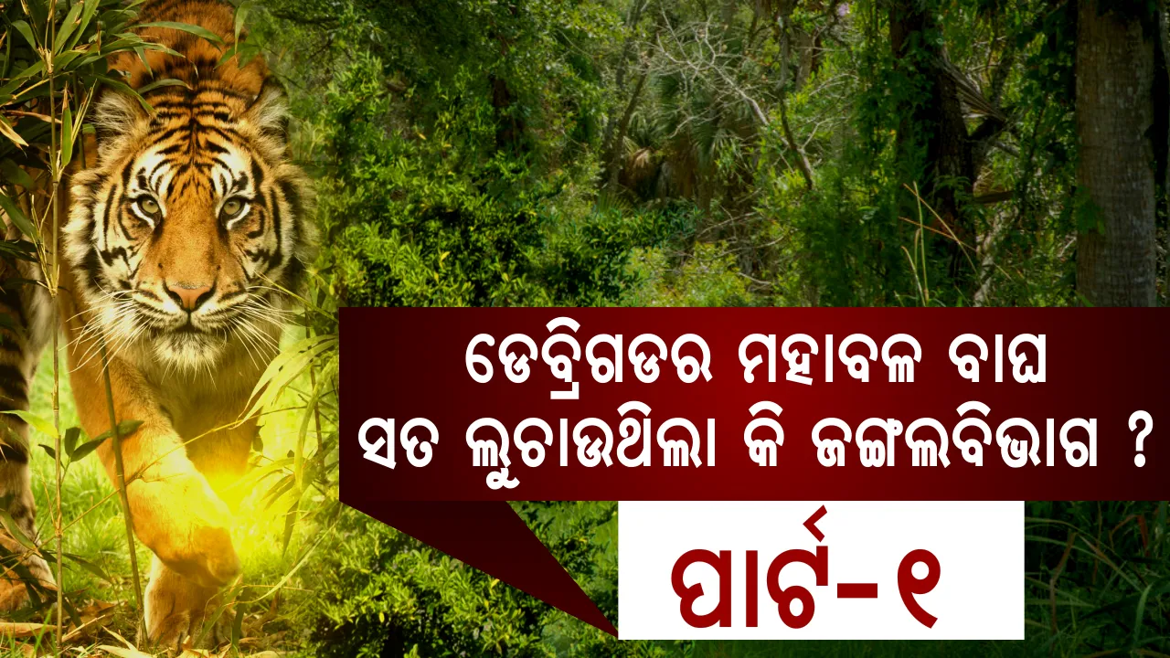  ବାଘ ମୃତ୍ୟୁ ନେଇ ମିଛ କହୁଥିଲା ବନବିଭାଗ । ଶେଷରେ ଧରାପଡିଗଲା ଜଙ୍ଗଲବିଭାଗର ସତ