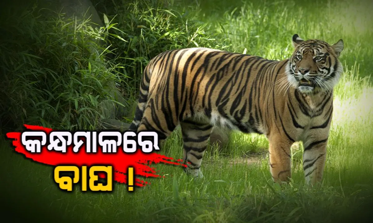  ସାତକୋଶିଆ ପରେ କନ୍ଧମାଳକୁ ଘାରିଲା ବାଘ ଆତଙ୍କ ।