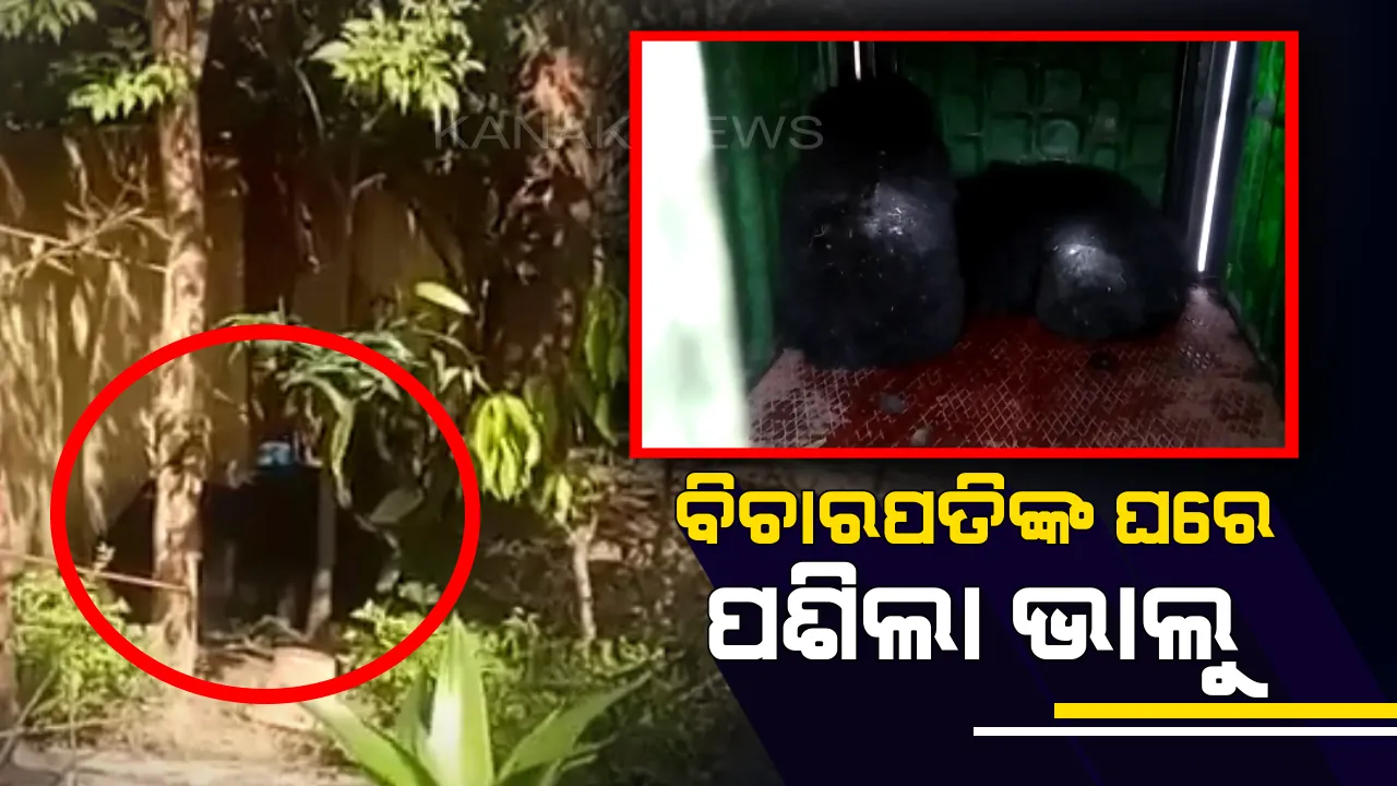  ବିଚାରପତିଙ୍କ ଘରେ ପଶିଲା ଭାଲୁ ! ଦୁଇ ଛୁଆ ଭାଲୁ ସହ ମା ଭାଲୁ ପଶିଆସିଥିବା ସନ୍ଦେହ, ଧରିବାକୁ ବନବିଭାଗ ନାକେଦମ୍ ।