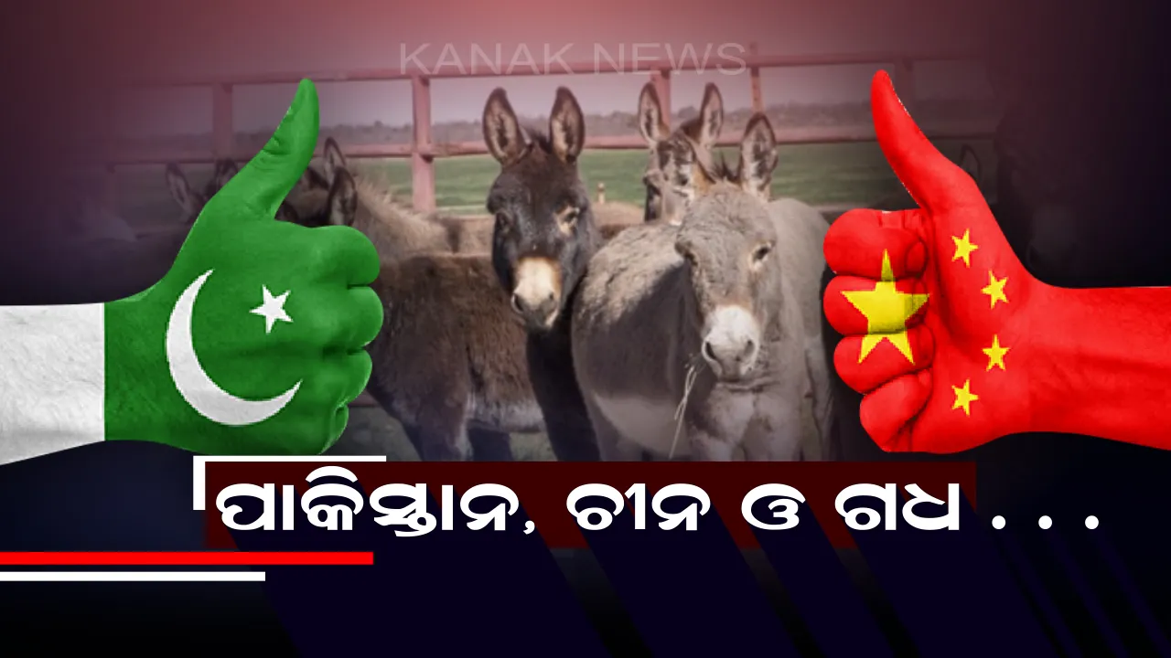  ଚୀନକୁ ଖୁସି କରିବା ପାଇଁ ପାକିସ୍ତାନର ବଢ଼ାଉଛି ଗଧସଂଖ୍ୟା !
