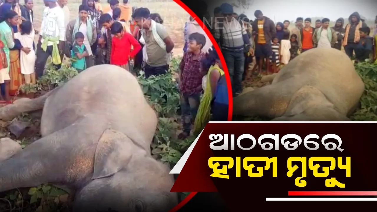  ଆଠଗଡରେ ପୁଣି ହାତୀ ମୃତ୍ୟୁ: ସବରତଇଲା ନିକଟରେ ମୃତ ଦେହ ଠାବ, କାରଣ ଅସ୍ପଷ୍ଟ
