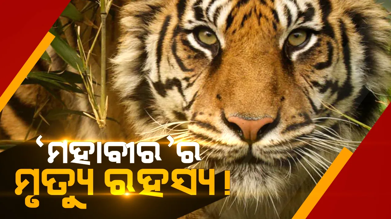  ମହାବଳ ‘ମହାବୀର’ର ମୃତ୍ୟୁକୁ ନେଇ ଉଠିଲା ପ୍ରଶ୍ନ ? ଏନଟିସିଏର ରିପୋର୍ଟ ପରେ ବଢ଼ିଲା ସନ୍ଦେହ