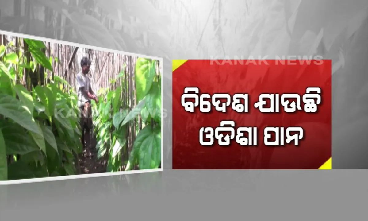  ବିଦେଶ ଯାଉଛି ଓଡିଶା ପାନ : ଆଗ୍ରା, ଟାଟାନଗର, ଦିଲ୍ଲୀ ବାଙ୍ଗାଲୁରକୁ ରପ୍ତାନୀ ହେଉଛି ବିଭିନ୍ନ ଜିଲ୍ଲାରୁ ଅମଳ ହେଉଥିବା ପାନ