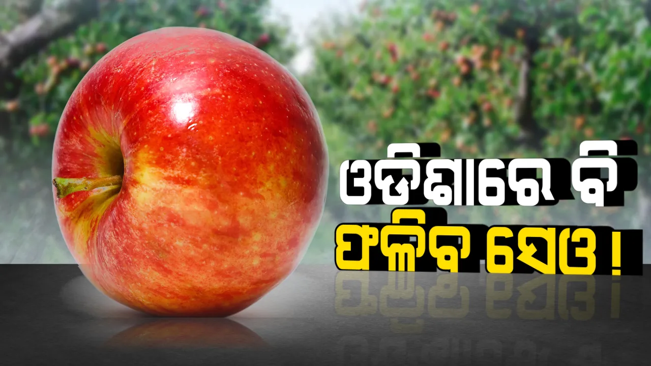  ଏଣିକି ଖରାଦିନେ ଓଡିଶାରେ ଫଳିବ ସେଓ! କମାଲ କଲେ ଗବେଷକ, ଆସିଲା ଉନ୍ନତମାନର ନୂଆ ସେଓ ଚାରା